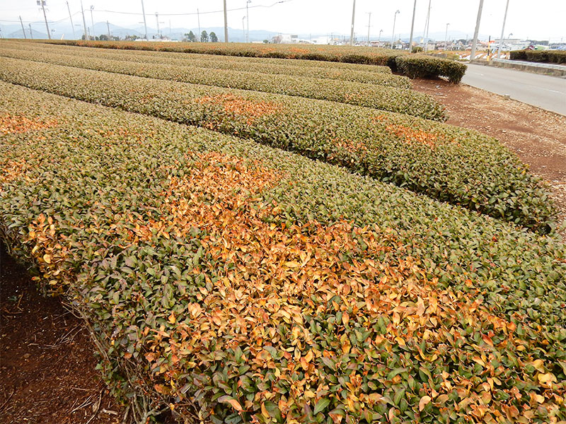 干ばつにより枯れた茶園